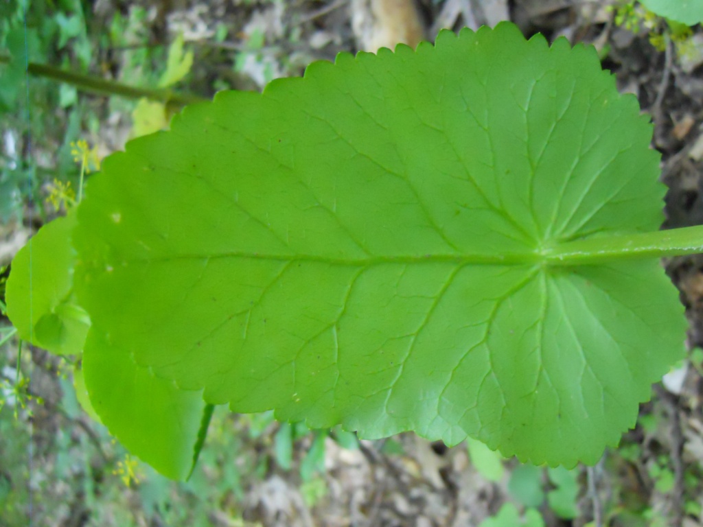 Nel sottobosco - Smyrnium perfoliatum